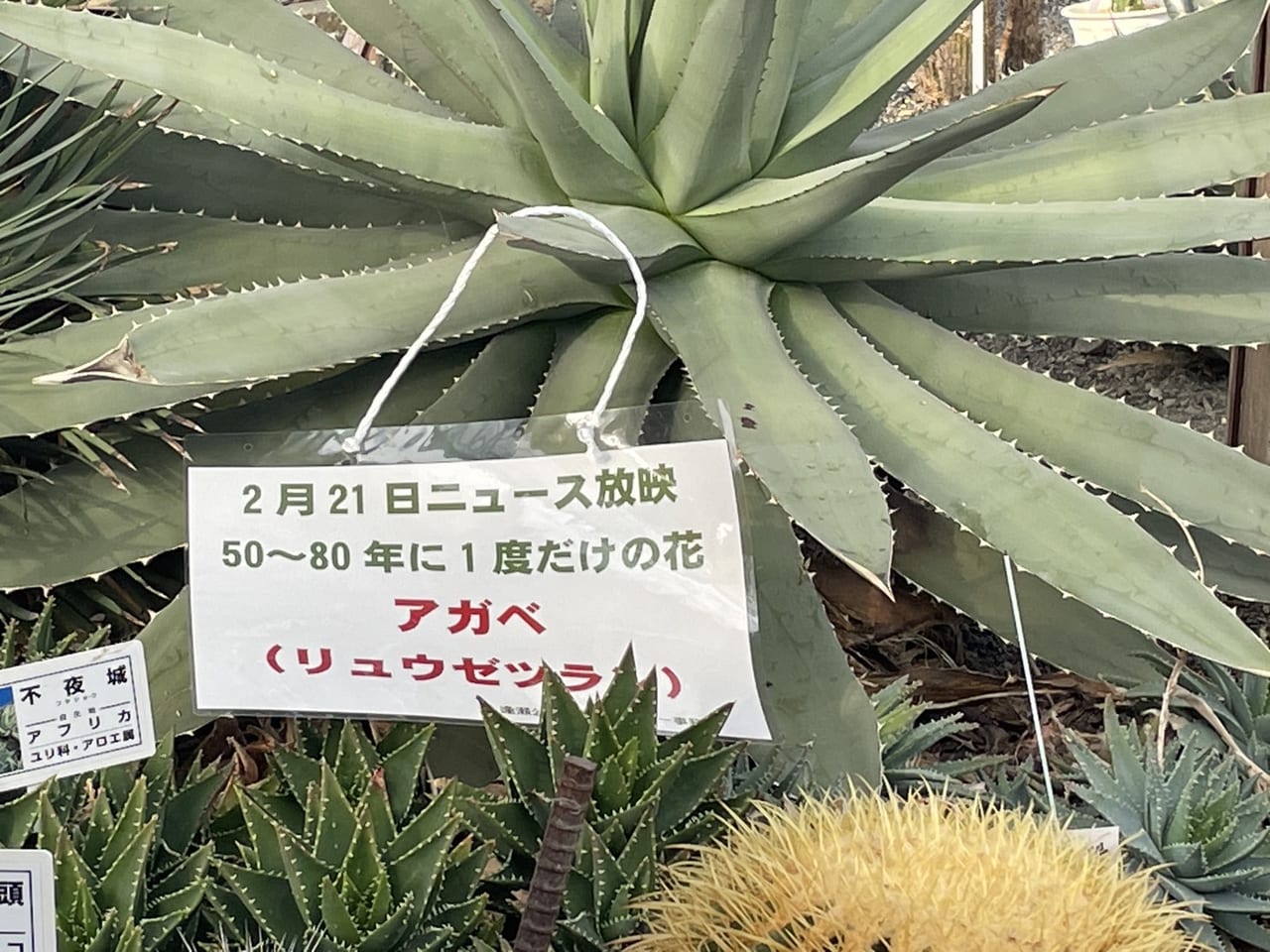 逢瀬公園サボテン園アガベ