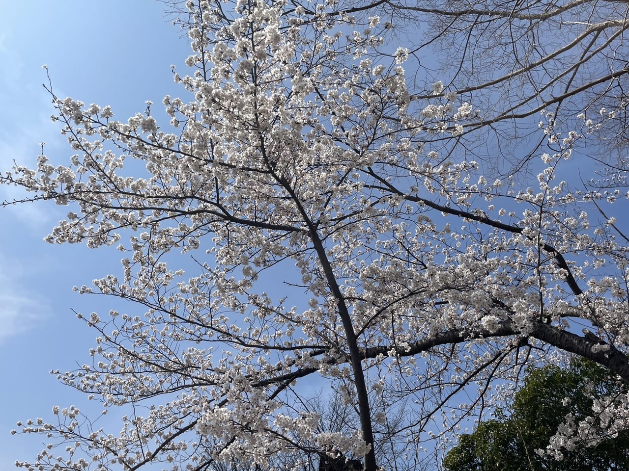 ,開成山公園　桜