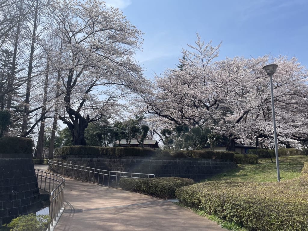 ,開成山公園　桜