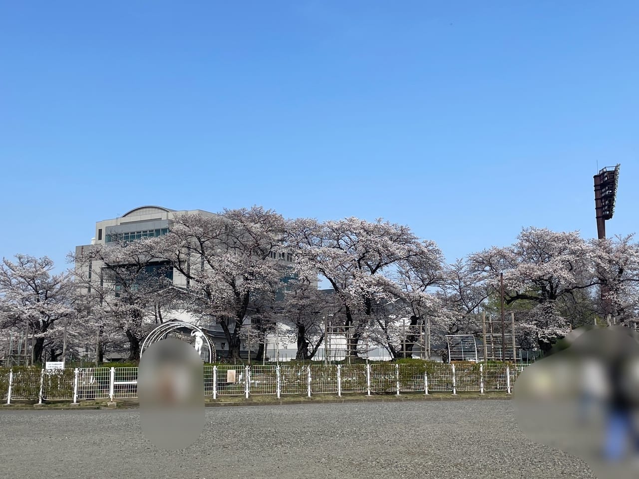 ,開成山公園　桜