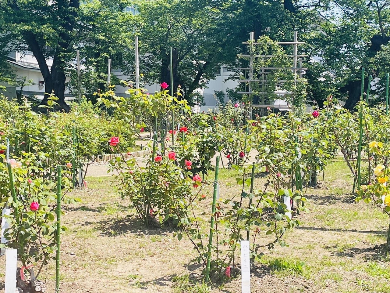 開成山　バラ園